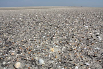 Muschelstrand