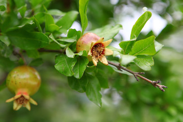 Fruits of a garnet tree in web