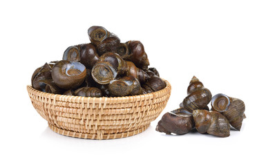 River snail on white background