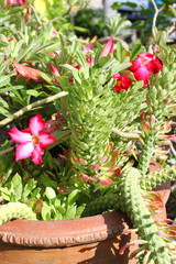 Adenium obesum flowers and hemp cactus