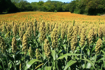 culture du sorgho à la campagne