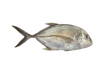 Giant trevally, Lowly trevally  Giant kingfish (Caranx ignobilis