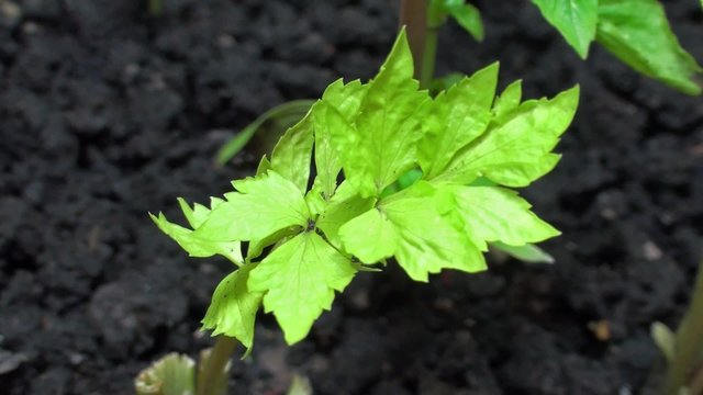 Celery leaves swaying in the wind