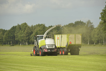 Forage harvester and transport grass with green tractor and gras