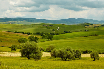 Naklejka premium Green Tuscany hills