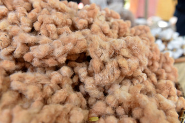 Cotton. (Gossypium hirsutum L.)