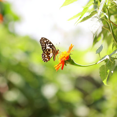 Butterfly on Zinnia flower