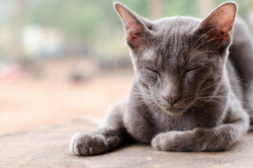 Close up of cute cat is sleeping on the wooden 