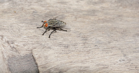 Flies on a wooden floor