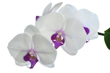 Orchid flower