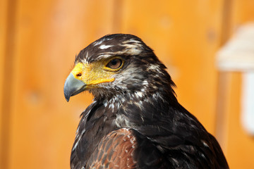 Harris's hawk (Parabuteo unicinctus).
