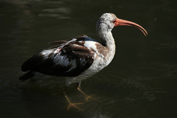 American white ibis (Eudocimus albus).