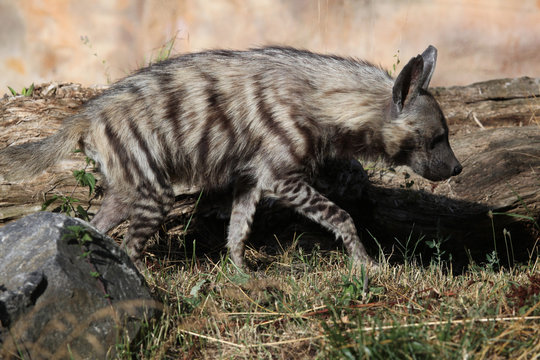 Striped hyena (Hyaena hyaena).