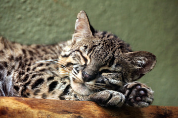 Geoffroy's cat (Leopardus geoffroyi).