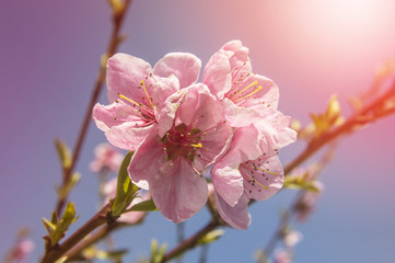 Peach trees in bloom, spring season.