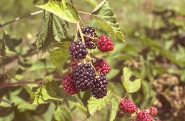 Fresh blackberries in a garden