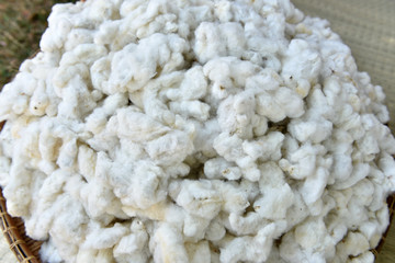 Cotton. (Gossypium hirsutum L.)
