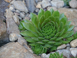 Hauswurz / Sempervivum