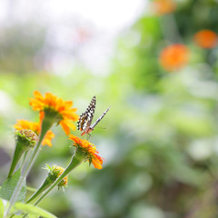 Butterfly on Zinnia flower
