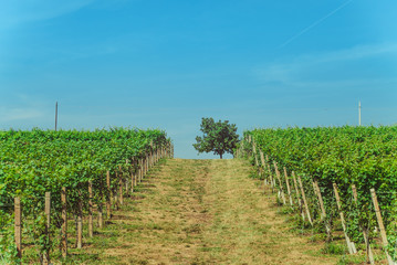 Fototapeta na wymiar Vineyards and tree