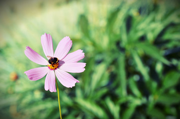 Obraz premium шмель