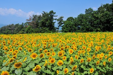 明野のひまわり