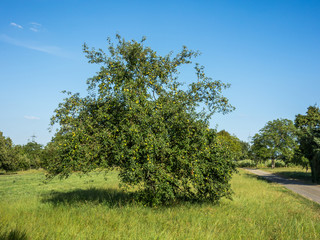 Fototapeta premium Apfelbaum