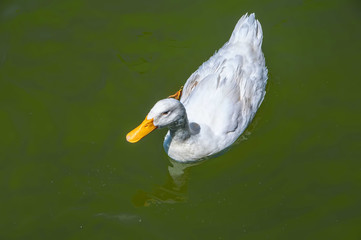 Duck / a cute duck