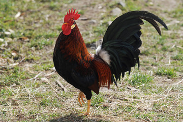 Cock