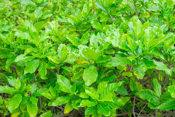 Beautiful green leaves as background