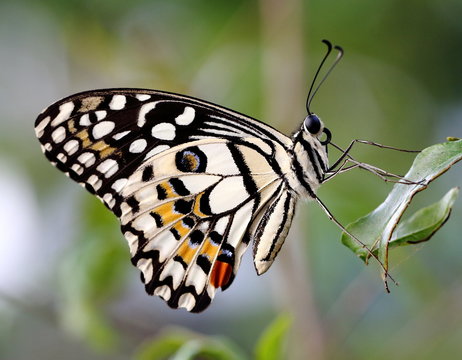 Close-up View of Common Lime Butterfly in the Garden