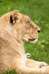 Lioness in profile