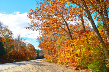 Fototapeta premium Autumn scene with road