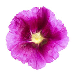 Purple Hollyhock flower isolated with clipping path