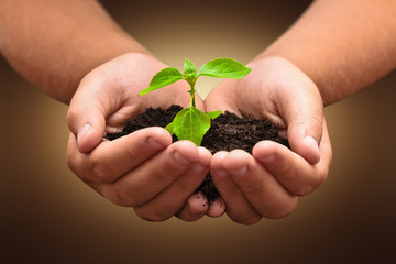 Green plant in a child hands