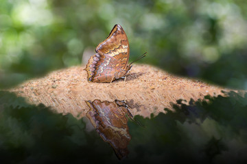 Tawny Rajah butterfly