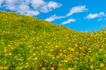 Landscape view of Tithonia diversifolia field on natural mountain