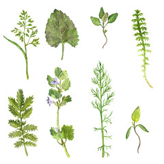 Set of watercolor drawing herbs and leaves