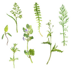 Fototapeta na wymiar Set of watercolor drawing herbs and leaves