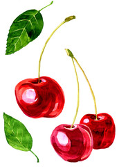 watercolor drawing cherry