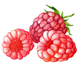 watercolor drawing raspberries