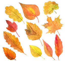 set autumn leaves in watercolor