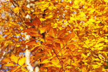 Naklejka na ściany i meble Autumn yellow leaves background