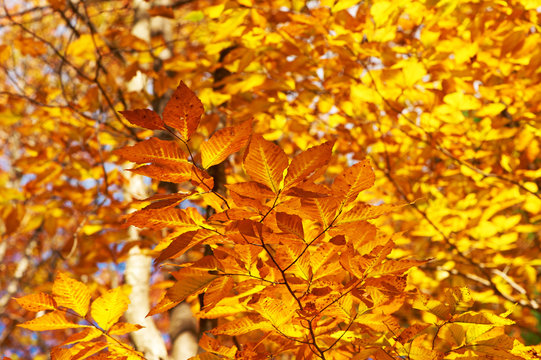 Autumn yellow leaves background