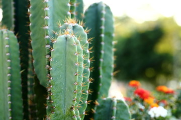 Cactus Plant in Gaden