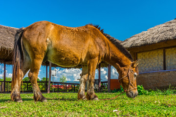 Fototapeta na wymiar Brown horse is eating some grass in Chinese village, Northern Thailand