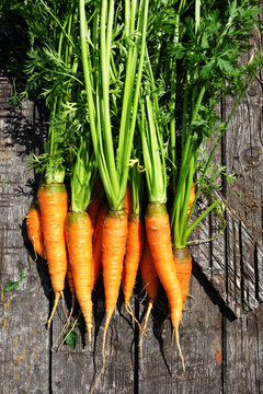 Ripe and fresh organic carrots