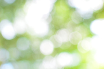 Obraz premium abstract blur soft green bokeh background