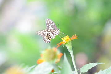 Butterfly on Zinnia flower