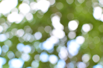 Obraz premium soft bokeh green background